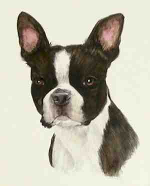 Boston Terrier Dog Portrait