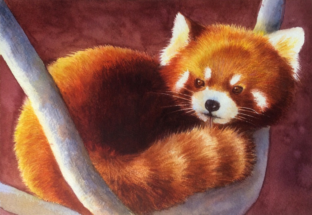 color-theory-basics-red-panda