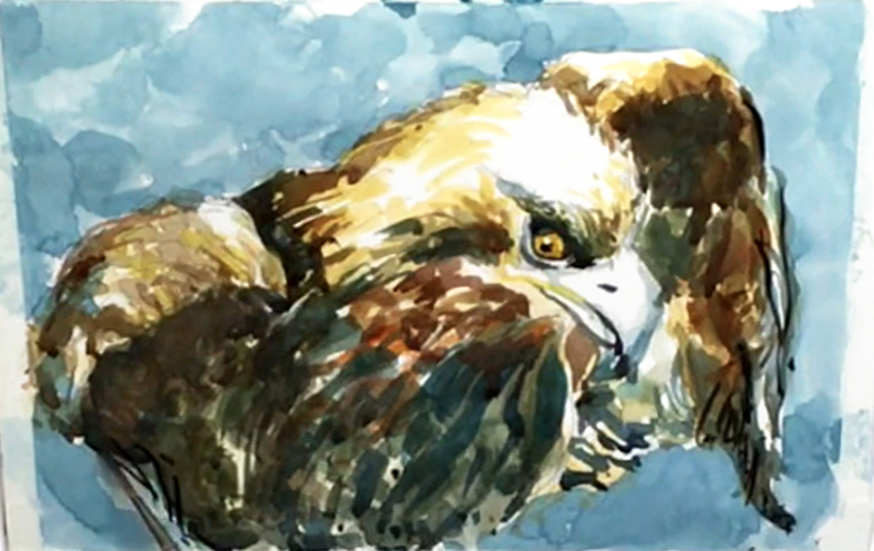 bald-eagle-portrait-painting-step-10