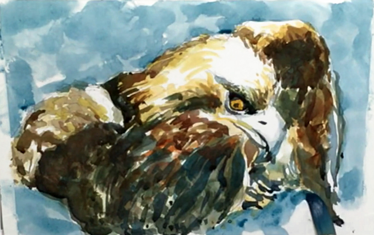 bald-eagle-portrait-painting-step-9