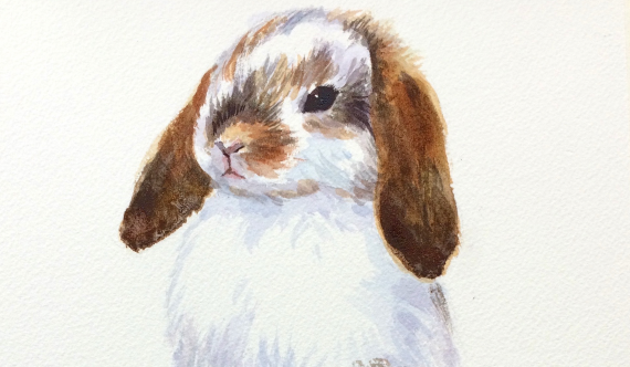 Animal Portrait Of A Cute Holland Lop Bunny - Paint fur and use the negative painting technique.