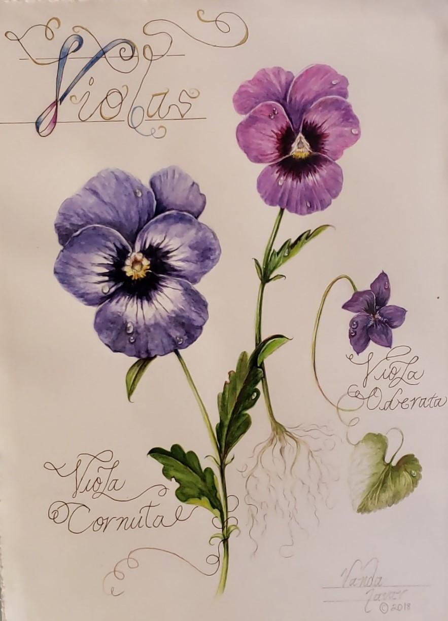 A watercolor painting of two violas by artists Van Leigh shared on Beebly's watercolorpainting.com