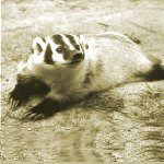 brushbadger