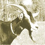 brushgoat