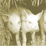 brushpig