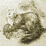 brushsable