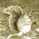 brushsquirrel