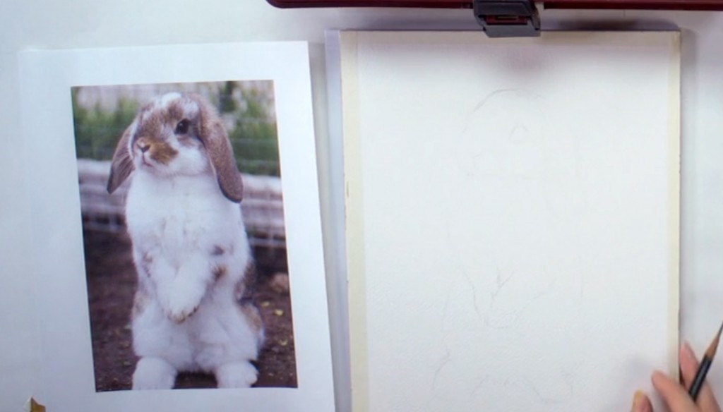 bunny-portrait-1